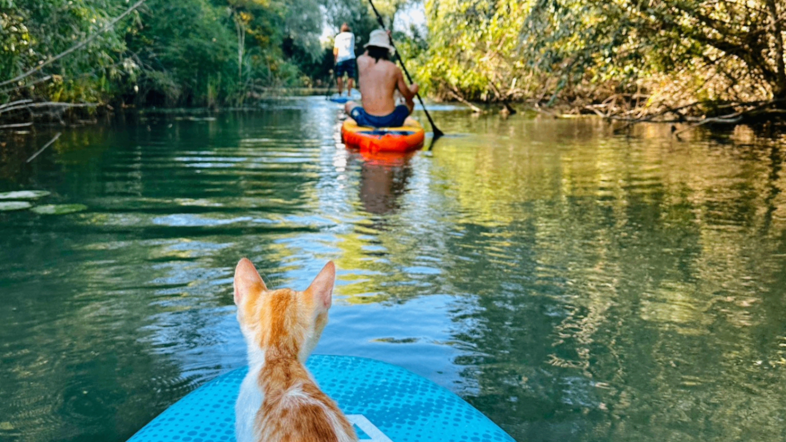 Cat on a SUP board on a narrow channel